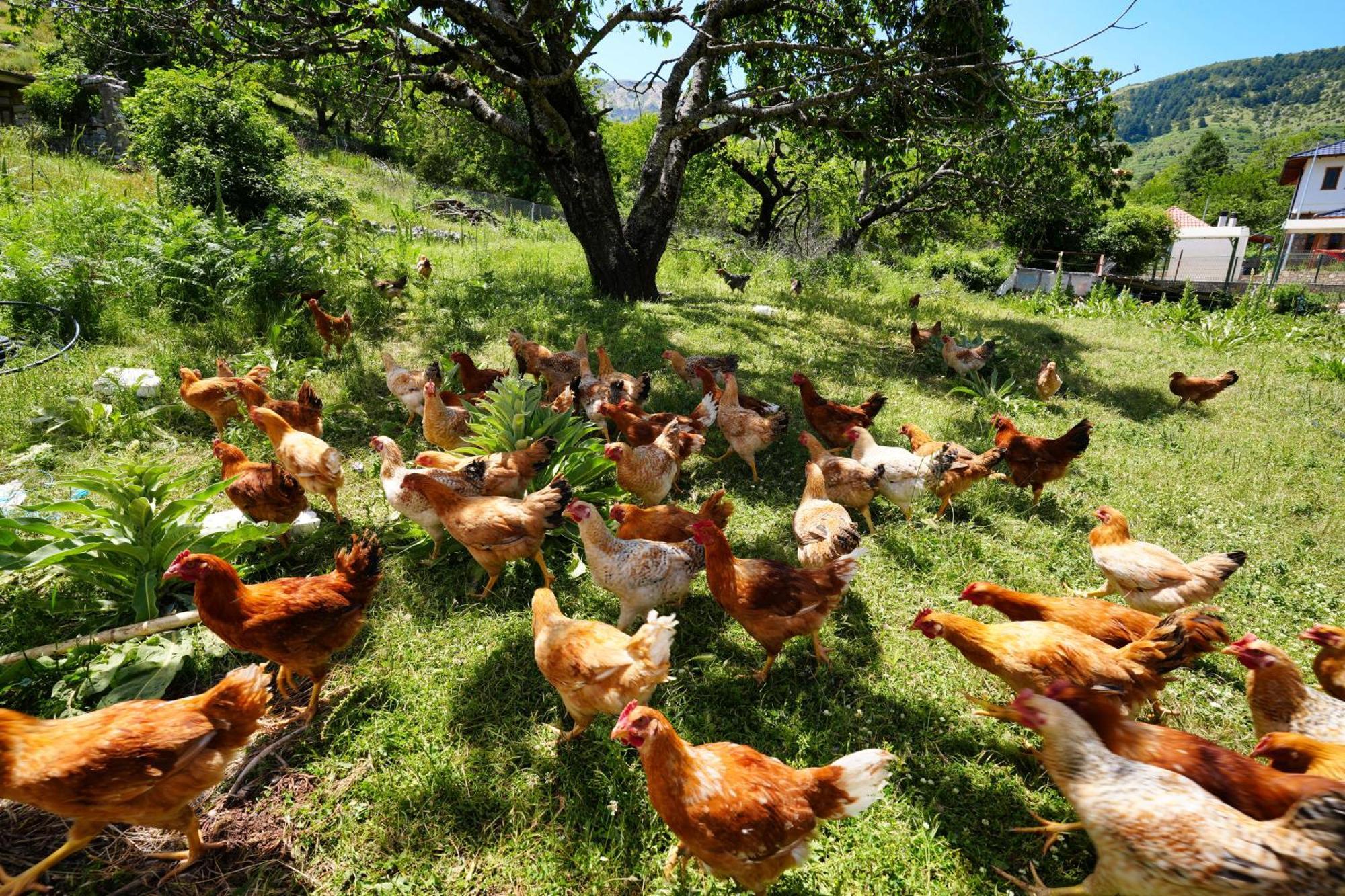 Agroturizem Dr Bizhga
