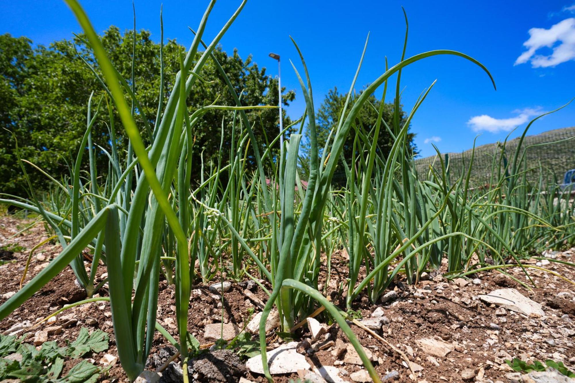 Agroturizem Dr Bizhga Hotel Gusmar